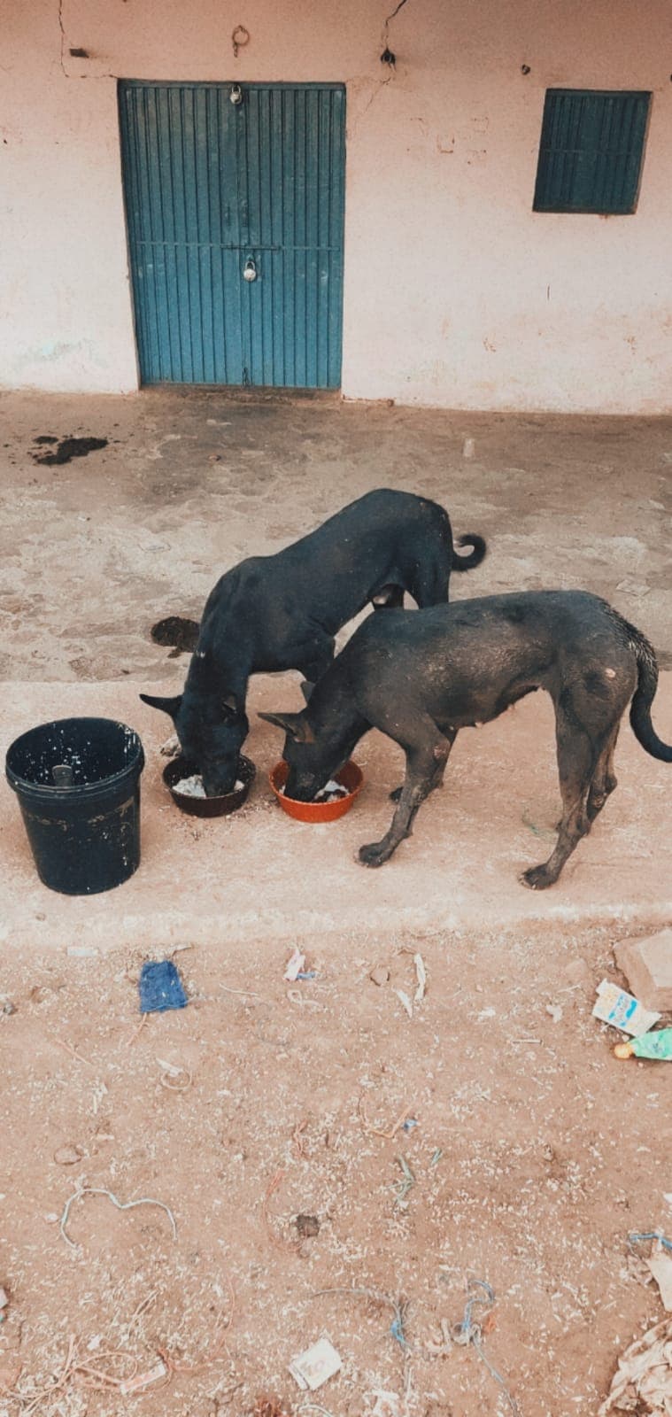 Winter Blankets for Strays