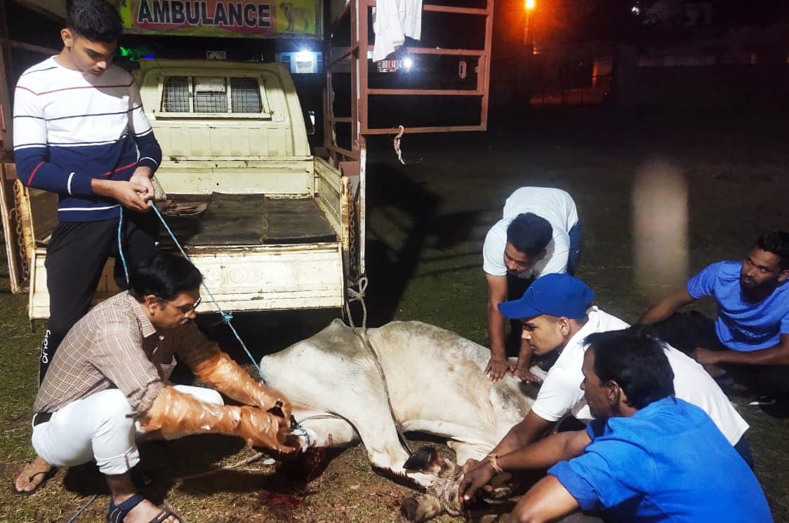 Save a life - Animal Rescue