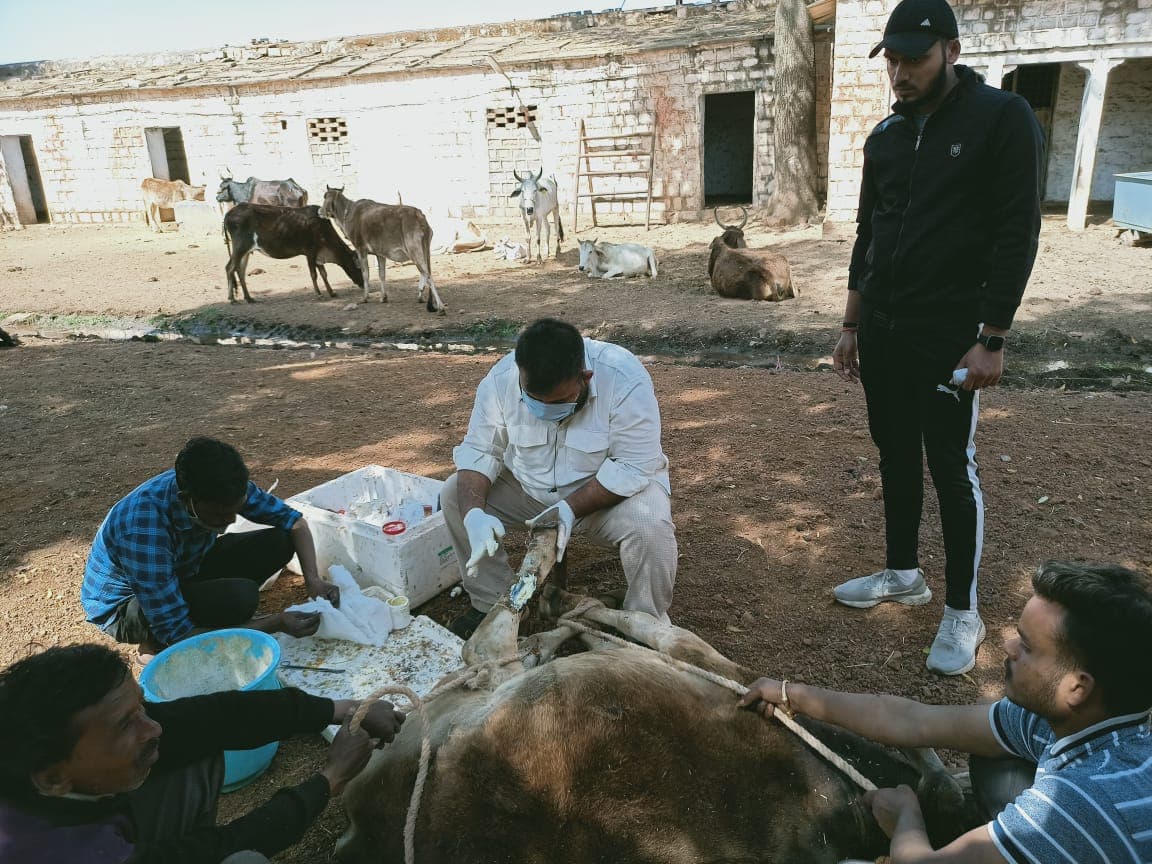 Animal welfare activities